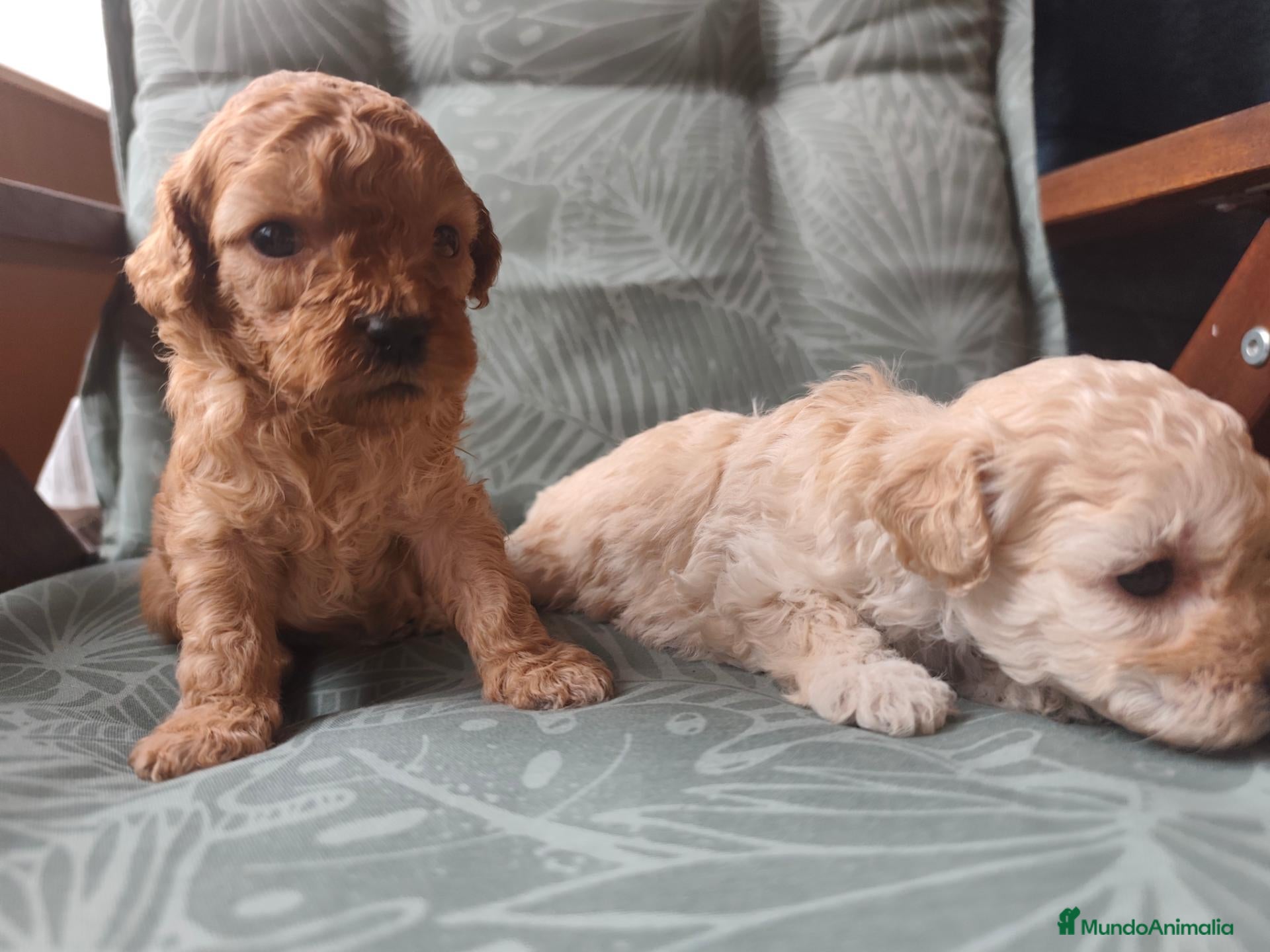 Caniche Toy perros Caniche toy PRECIO REAL - Anuncio 1