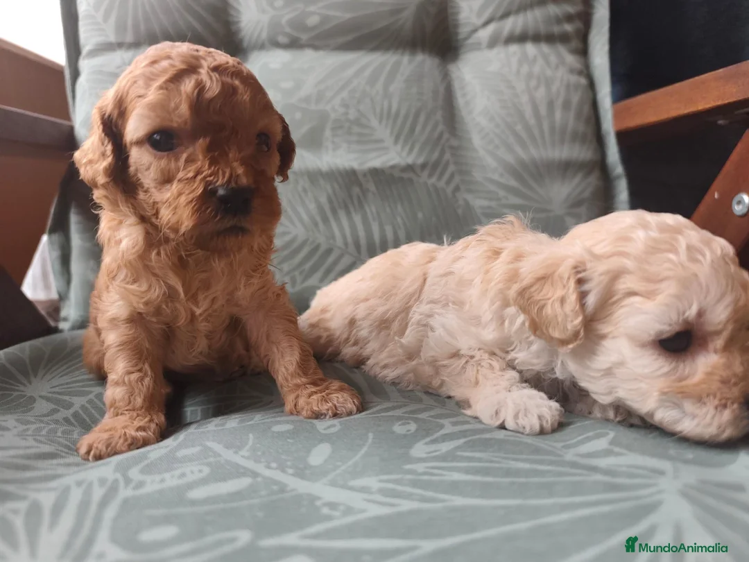 Caniche Toy perros en venta: Caniche toy PRECIO REAL en Álava - Anuncio 1