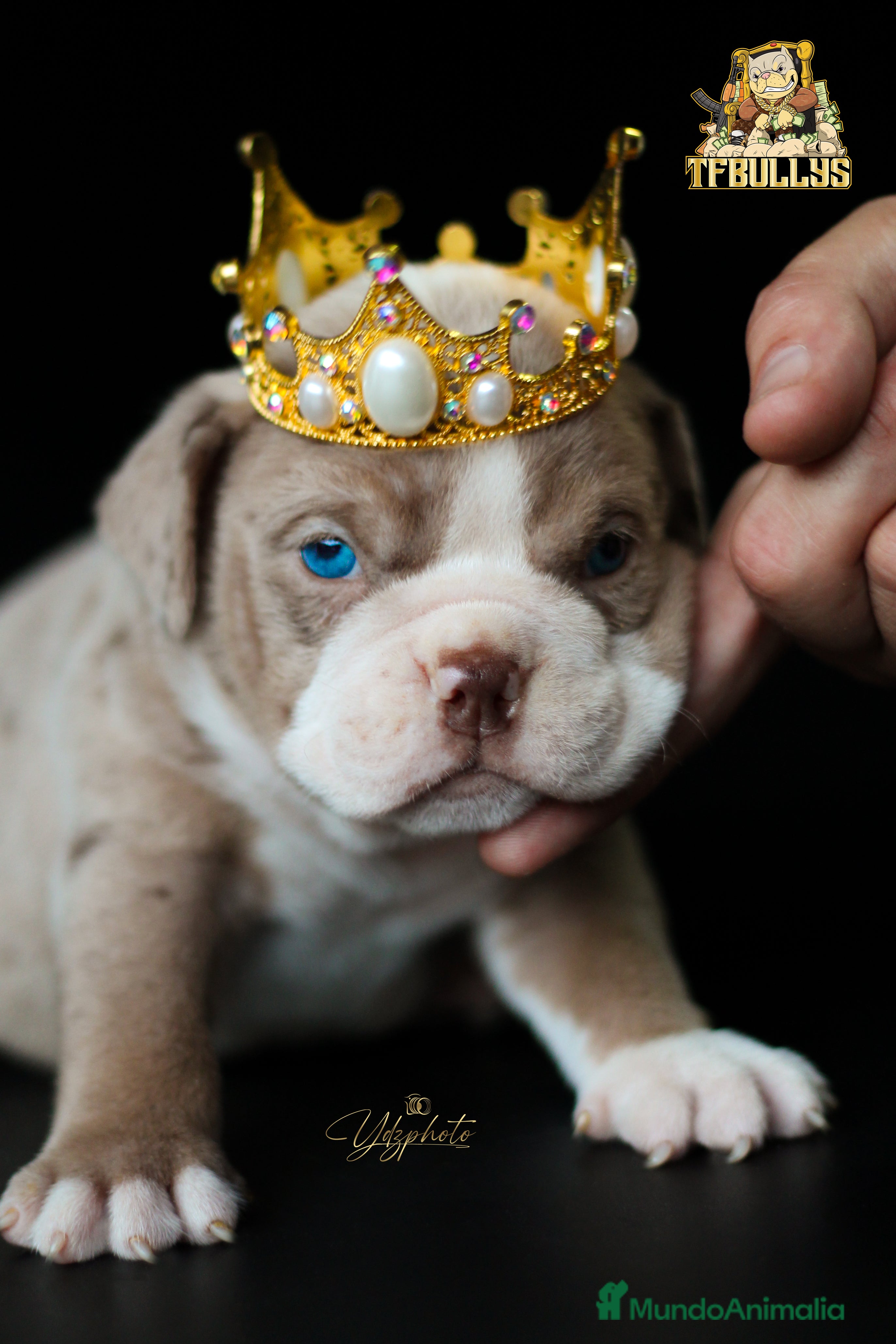 American Bully perros American Bully merle - TFBullys -  en Cantabria - Anuncio 35