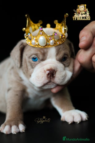 American Bully perros en Cantabria - Anuncio 7