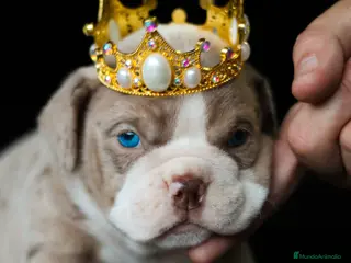 American Bully perros American Bully merle - TFBullys - en Cantabria - Anuncio 8