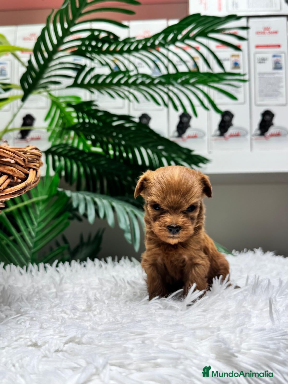 Maltipoo perros MALTIPOO ROJA 🎀 - Anuncio 1