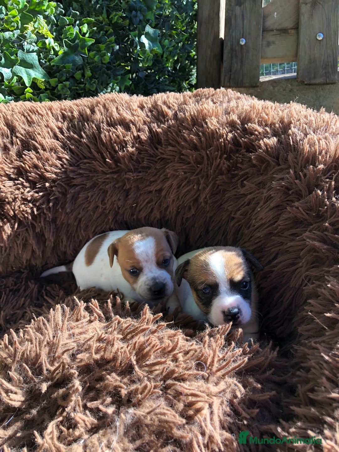 Jack Russell Terrier perros en venta: Tiernas Jack Russell Terrier🤍🤎 - Anuncio 4