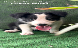 Border Collie perros en venta: Border Collie hembra - Imagen 11