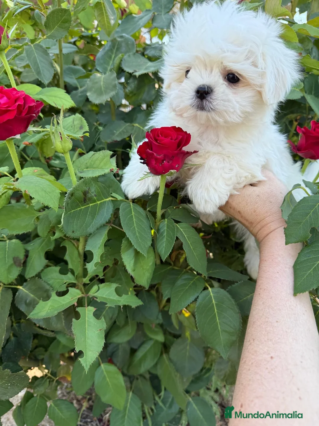 Bichón Maltés perros en venta: Bichon Maltés Toy, listo para entregar.  - Anuncio 7