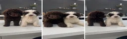 Perro de Agua Español perros en venta: perro de agua cántabro  - Anuncio 1