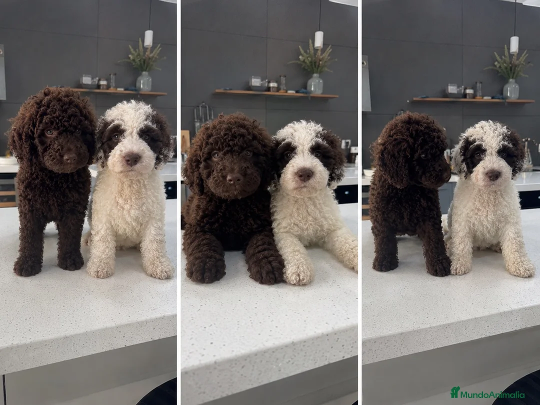Perro de Agua Español perros en venta: perro de agua cántabro  - Anuncio 1