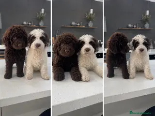 Perro de Agua Español perros perro de agua cántabro - Anuncio 3