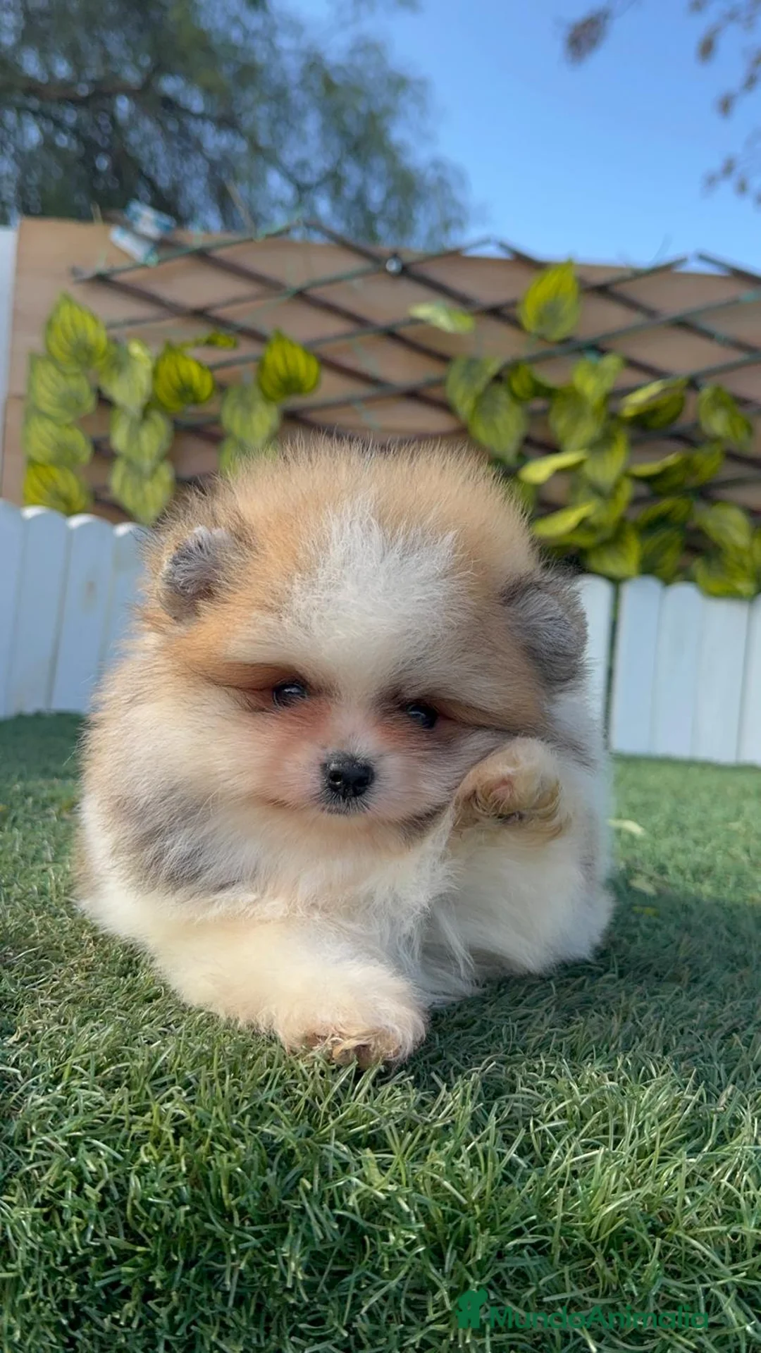 Pomerania perros en venta: POMERANIA MACHO - Anuncio 5