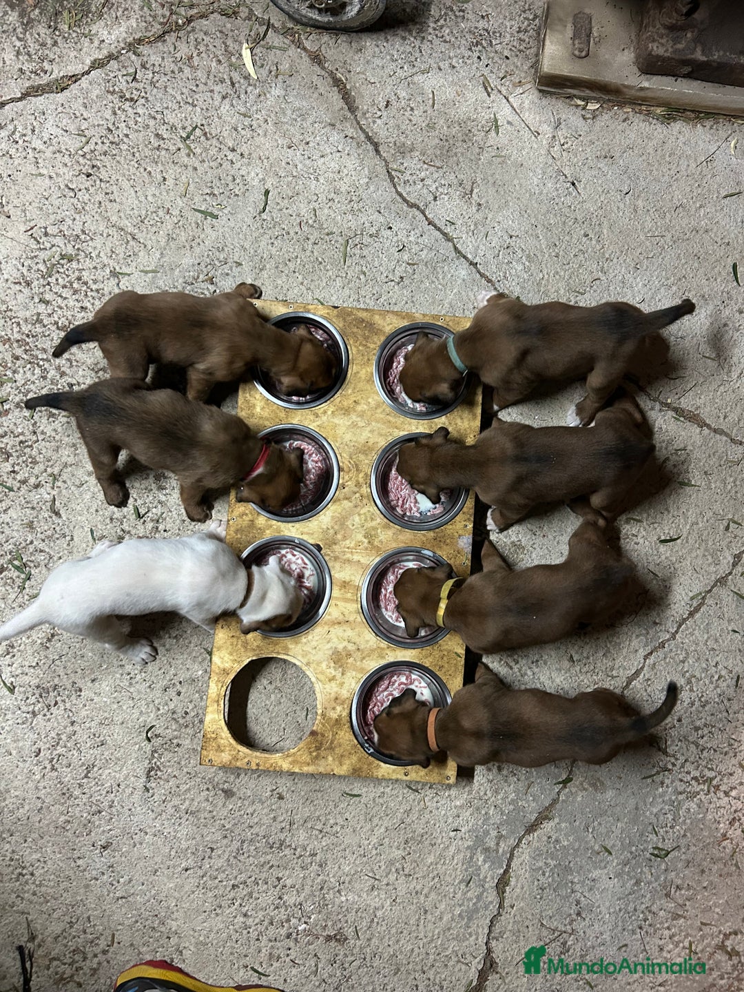 Boxer perros en venta: Boxer - Imagen 9