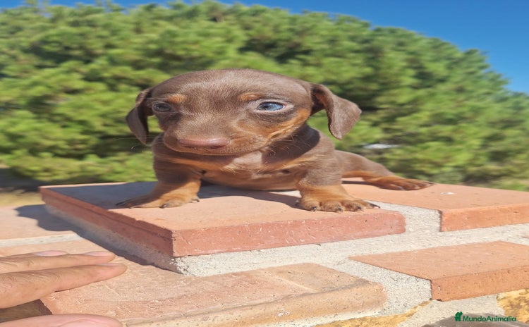 Teckel Miniatura perros - Anuncio 16