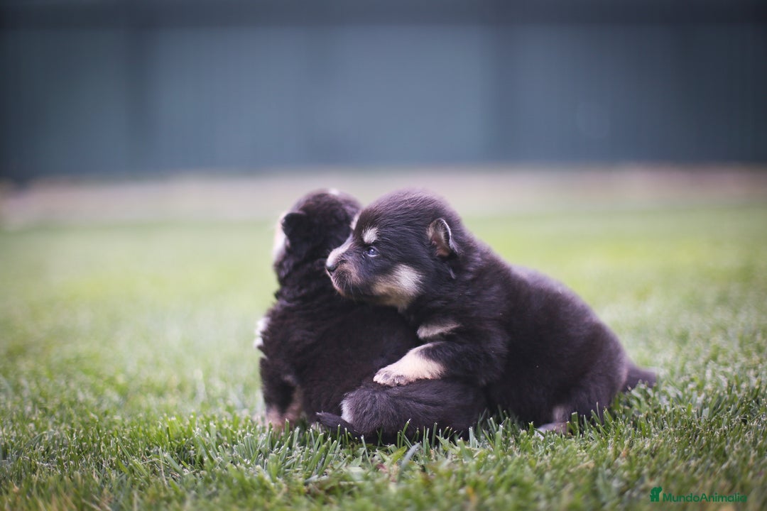 Pomsky perros en venta: Pomsky F4 Toy  - Imagen 8