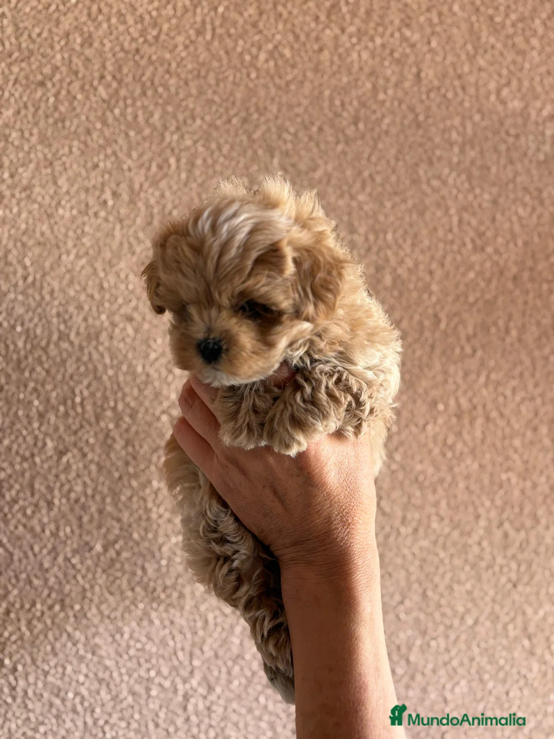 Maltipoo perros en venta: Matipoo - Anuncio 3