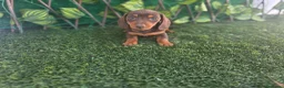 Teckel Miniatura perros en venta: TECKEL MINIATURA & KANNINCHEN CHOCOLATE - Anuncio 2