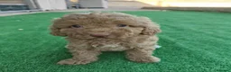 Caniche Toy perros en venta: Caniche Toy - Anuncio 1