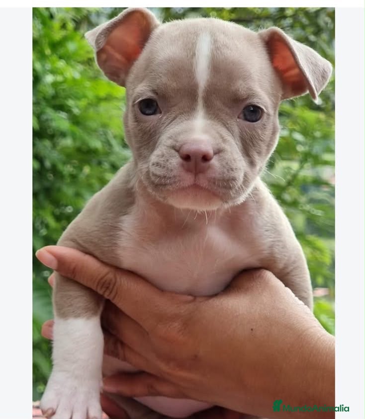 American Bully perros Preciosos cachorros American bully  - Anuncio 2