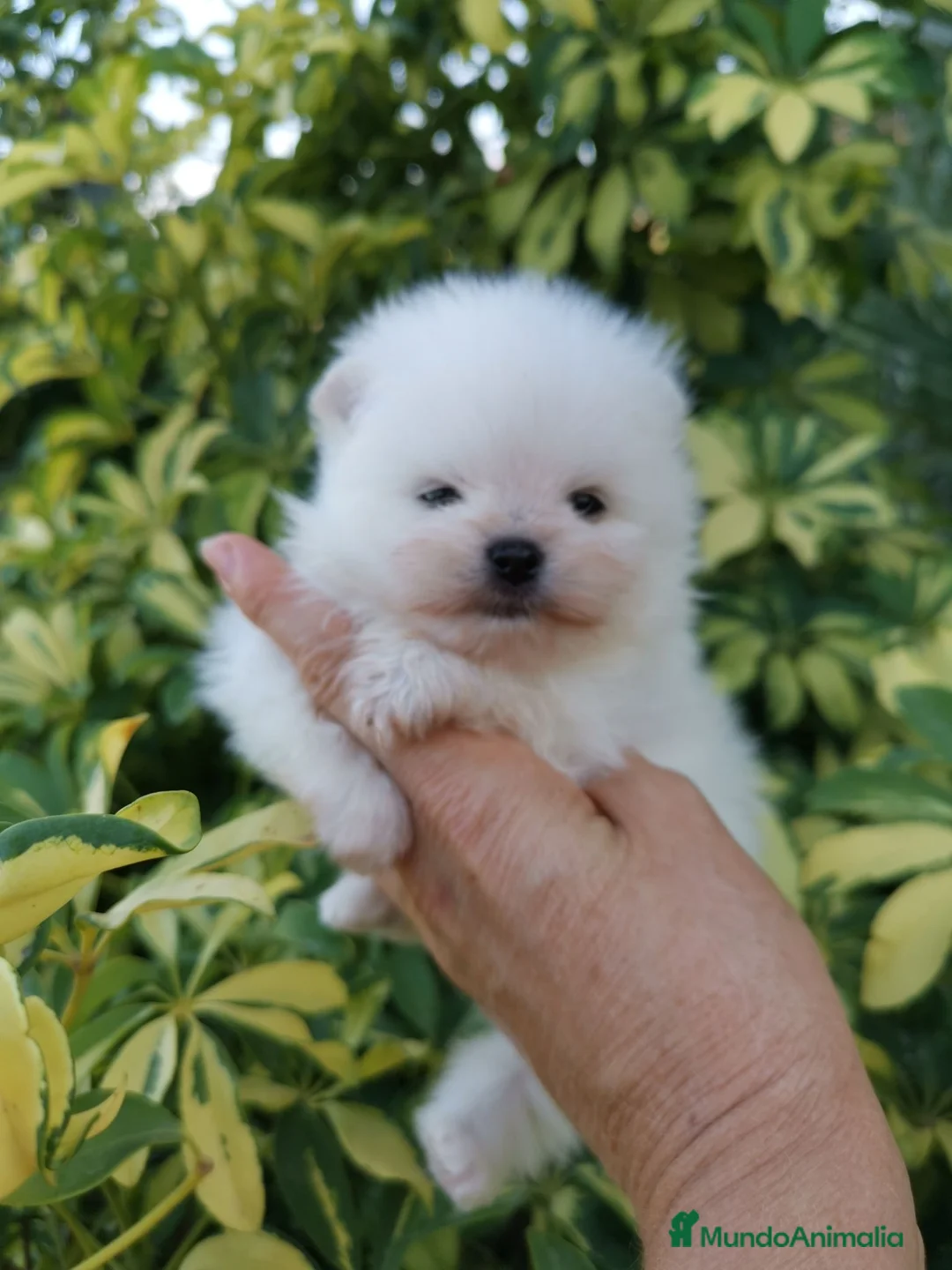 Pomerania perros en venta: Macho muy chato de pomerania  - Anuncio 2