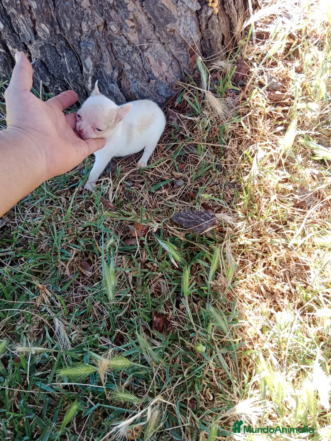 Chihuahua perros en venta: PRECIOSOS CHIHUAHUA RUSO Y ASIÁTICO  - Anuncio 2