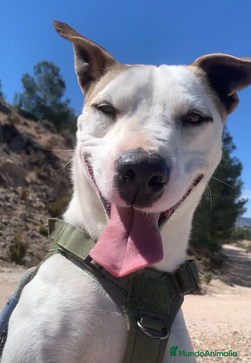 Raza Mixta perros JOHAN ❤️✨ en adopción  - Anuncio 1