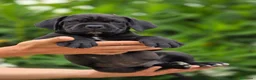 Cane Corso perros en venta: Cachorros de Cane Corso - Anuncio 2