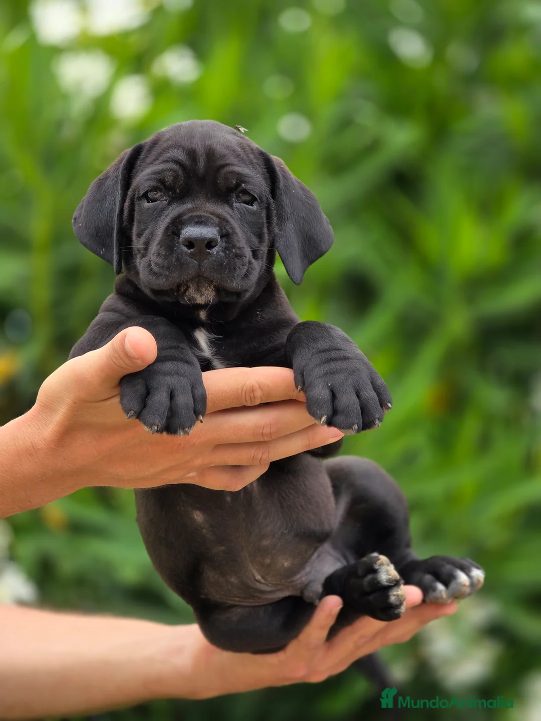 Cane Corso perros en venta: Cachorros de Cane Corso - Anuncio 2