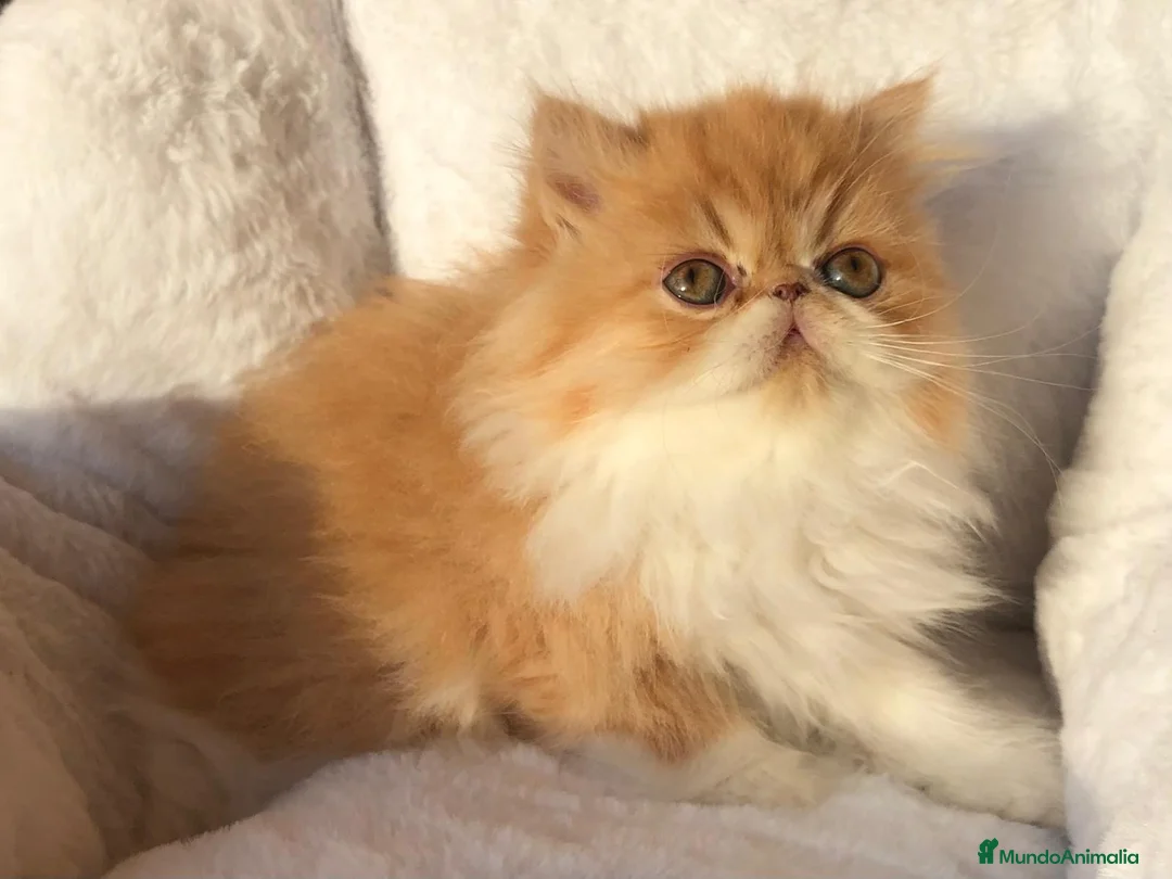Persa gatos en venta: GATITA PERSA BICOLOR BLANCA Y NARANJA - Anuncio 3