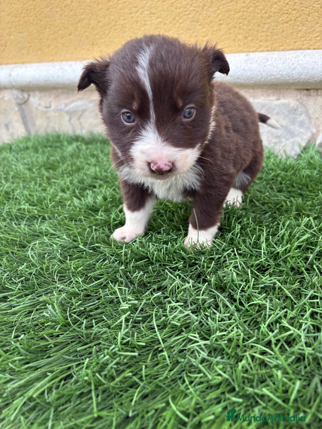 Border Collie perros en venta: Hembra chocolate de Border Collie  - Anuncio 1