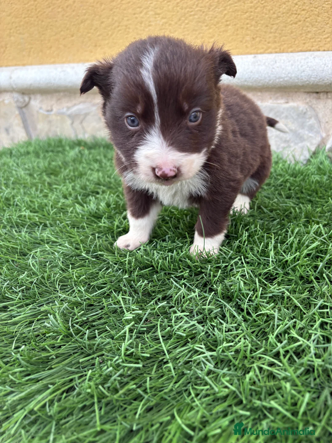 Border Collie perros en venta: Hembra chocolate de Border Collie  - Anuncio 1