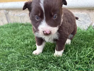 Border Collie perros Hembra chocolate de Border Collie - Anuncio 8