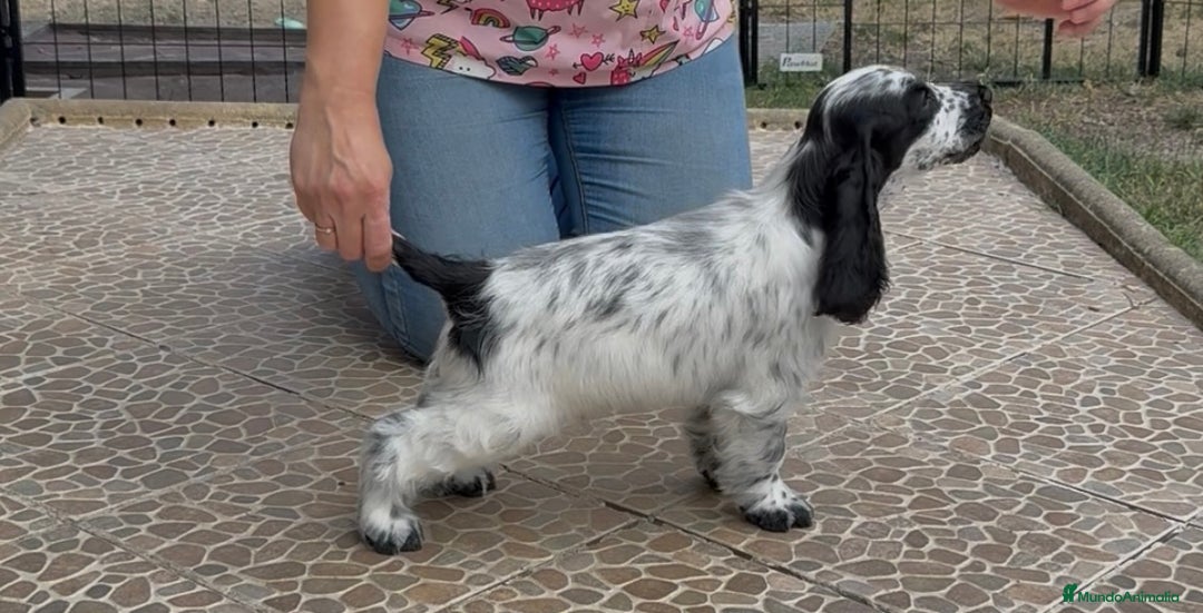Cocker Spaniel Inglés perros en venta: Juguetones cocker spaniel ingles calidad - Imagen 6