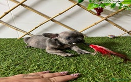 Bulldog Francés perros en venta: BULLDOG FRANCES - Imagen 3