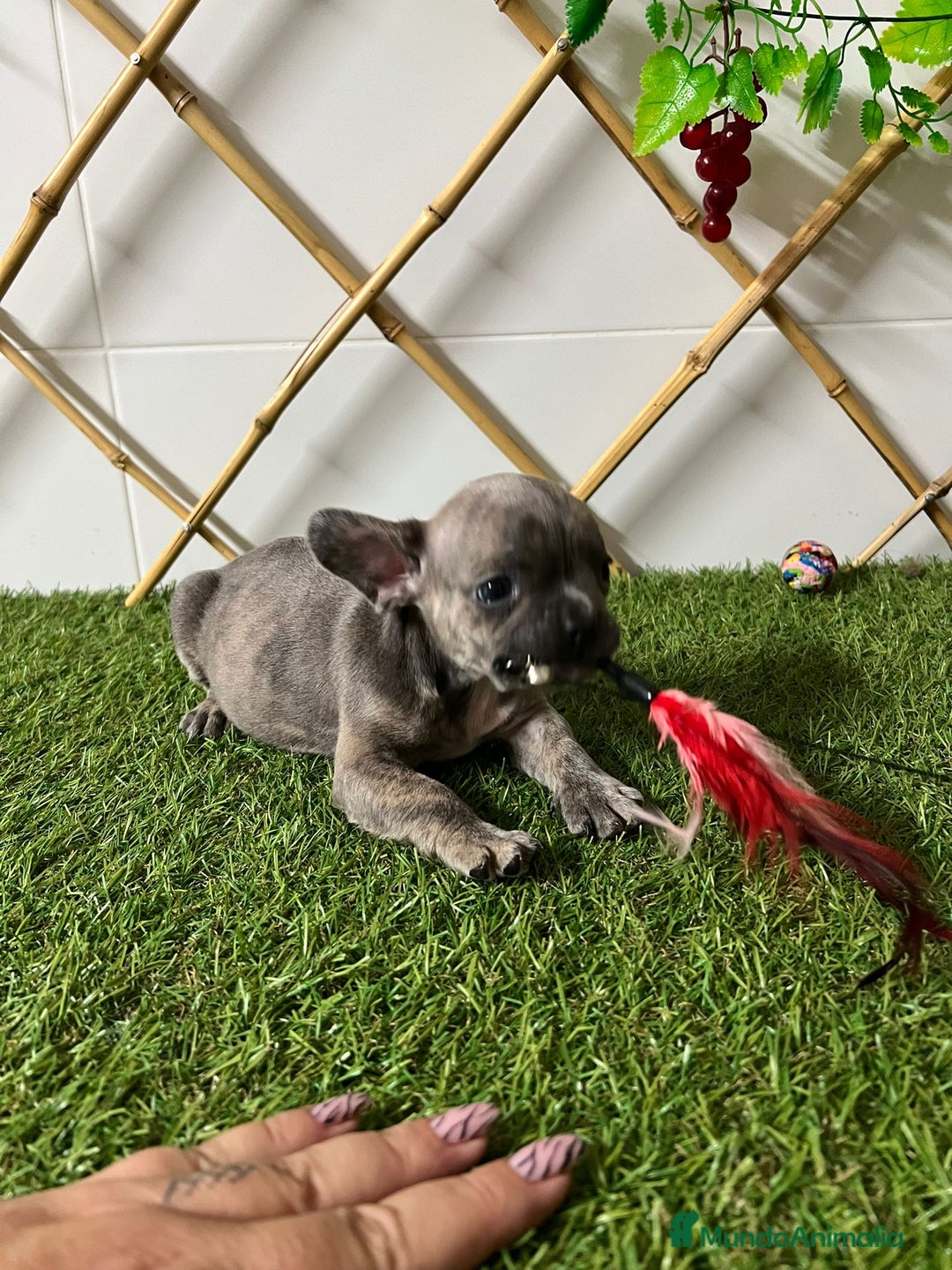 Bulldog Francés perros en venta: BULLDOG FRANCES - Imagen 3