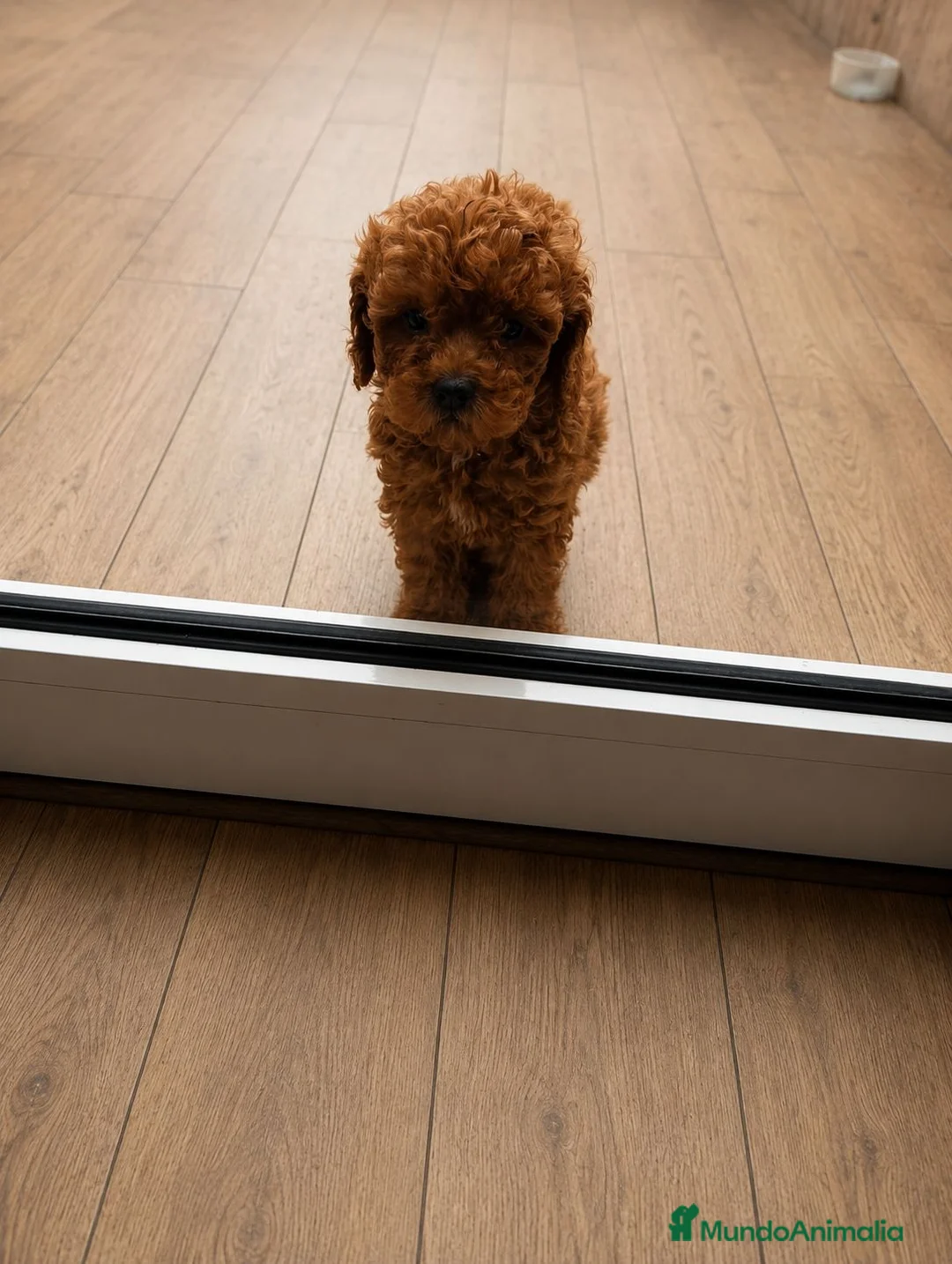 Caniche Toy perros en venta: Caniches toy  - Anuncio 5