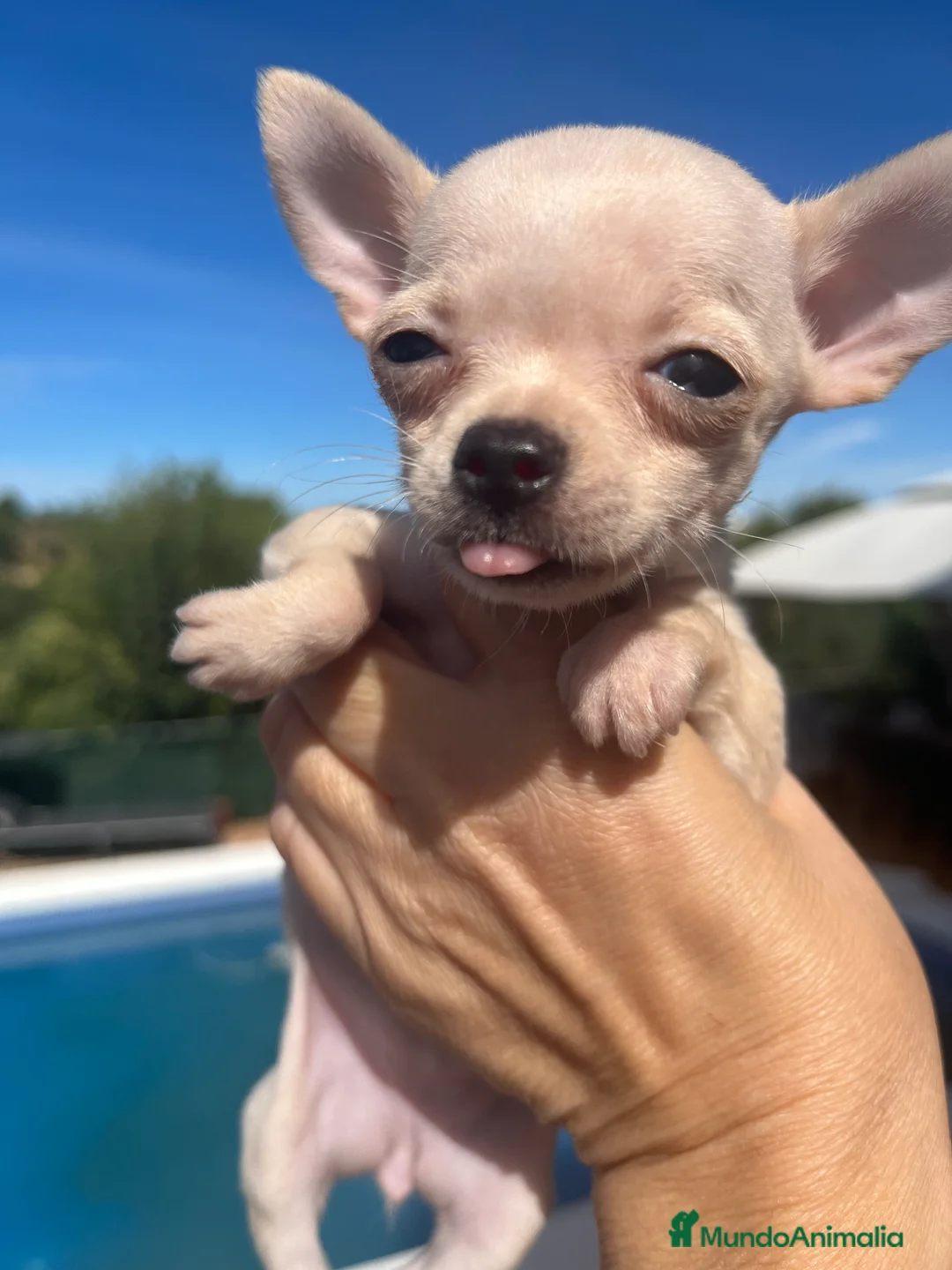 Chihuahua perros en venta: Chihuahua  - Anuncio 2