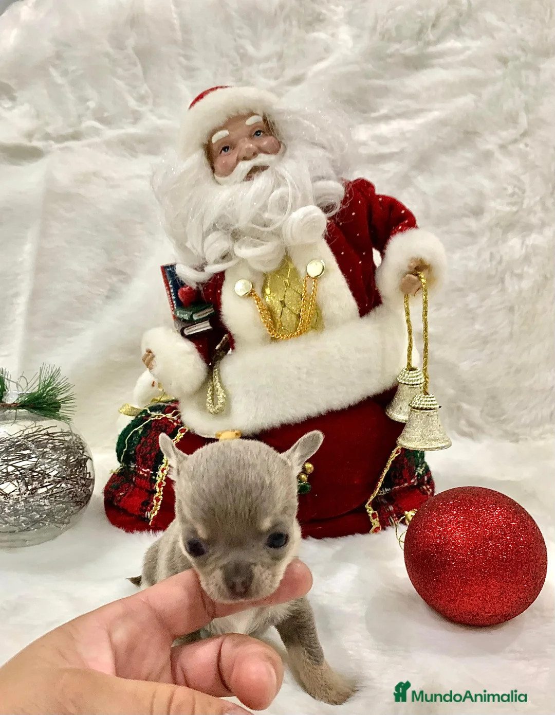 Chihuahua perros en venta: Chihuahua hembras y machoa color lilac - Anuncio 5