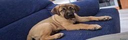 Mastín Español perros en venta: Cachorrones de Mastín Español - Anuncio 4