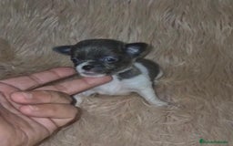 Chihuahua perros en venta: Chihuahuas rusos mini toy  - Imagen 1