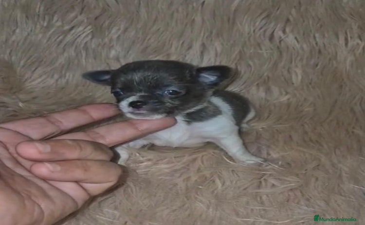 Chihuahua perros - Propaganda 9