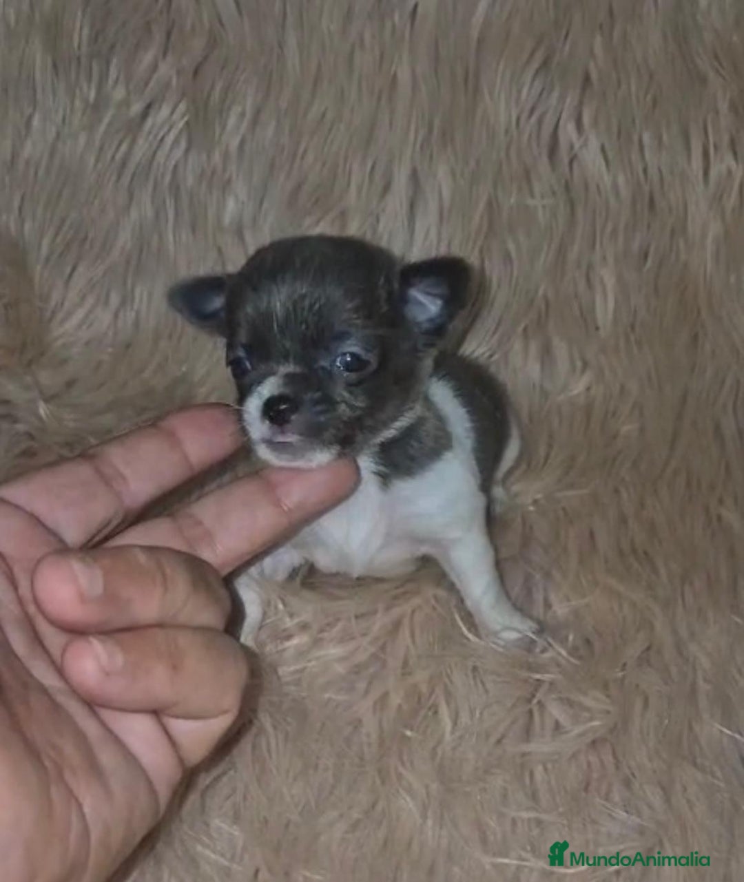 Chihuahua perros en venta: Chihuahuas rusos mini toy  - Imagen 1