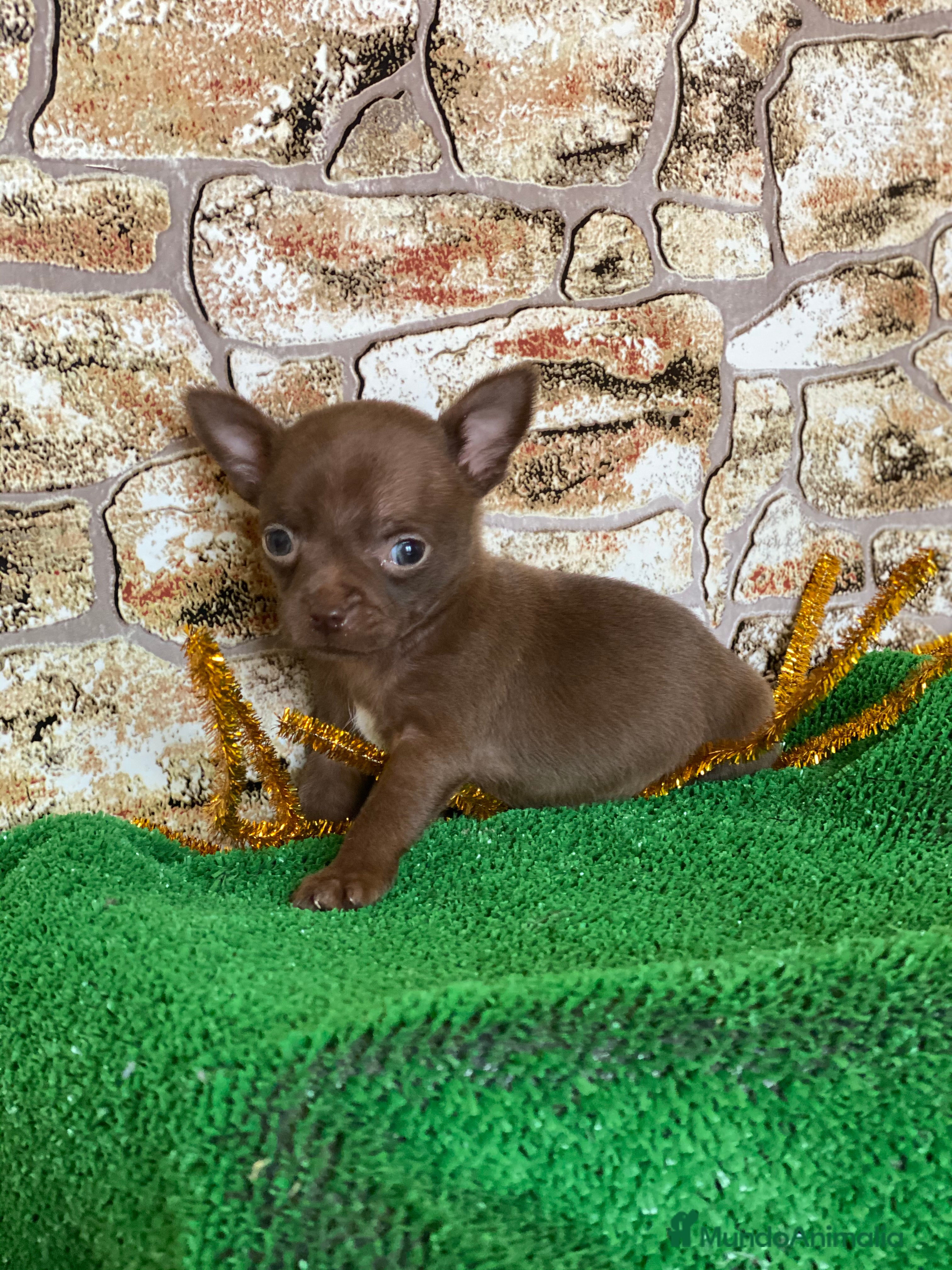 Chihuahua perros Chihuahua Toy  en Ciudad Real - Anuncio 2