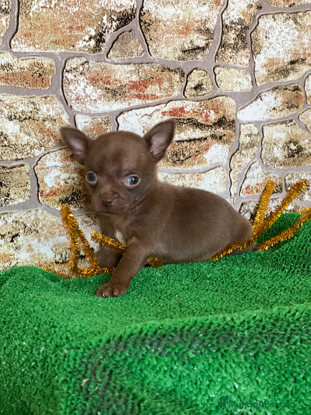 Chihuahua perros en venta: Chihuahua Toy  en Ciudad Real - Anuncio 2