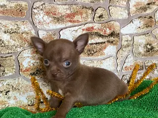 Chihuahua perros Chihuahua Toy - Anuncio 33