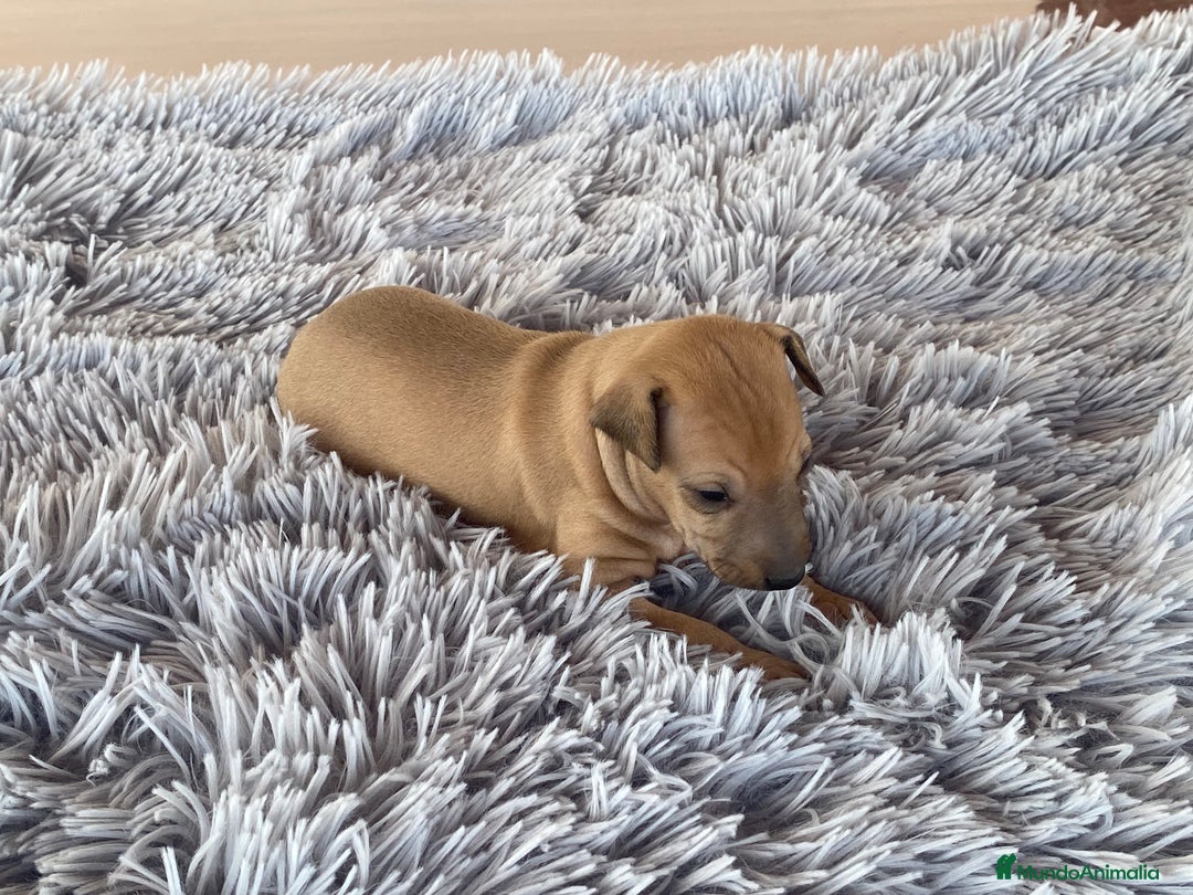 Pequeño Lebrel Italiano perros en venta: Galgo italiano piccolo - Imagen 3