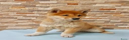 Shiba Inu perros en venta: Shiba ibu - Anuncio 2