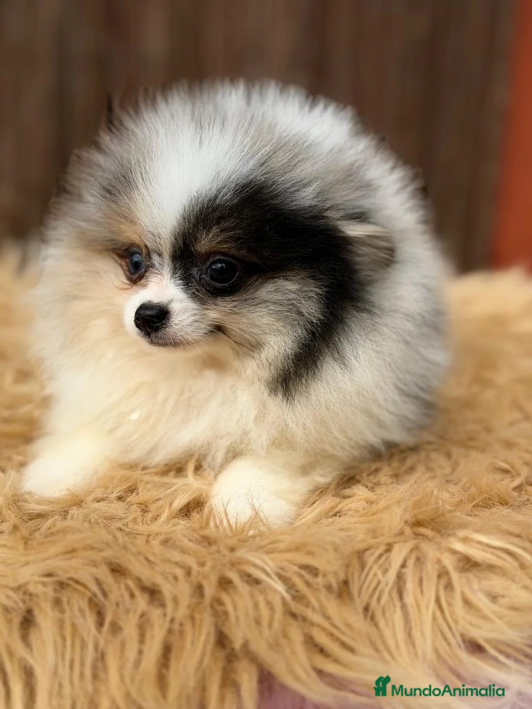 Pomerania perros en venta: POMERANIA MERLE MACHO - Anuncio 3