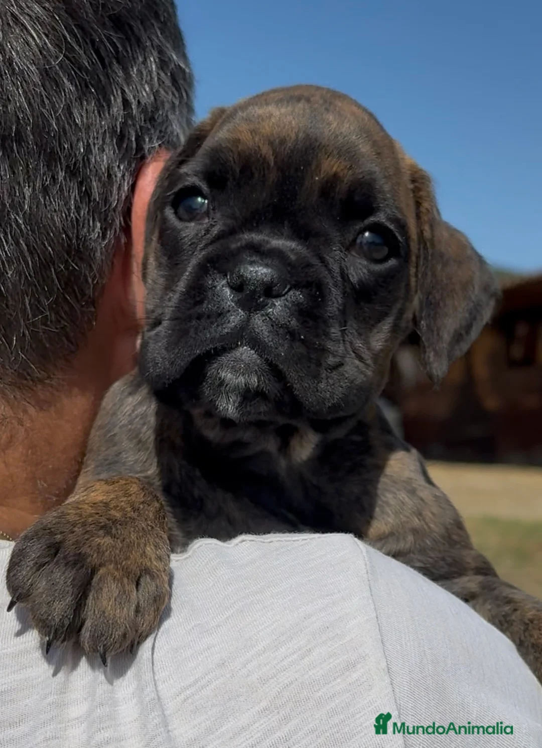 Boxer perros en venta: Cachorra BOXER - Anuncio 1