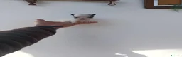 Chihuahua perros en venta: PRECIOSOS CHIHUAHUA RUSO Y ASIÁTICO  RUSO - Anuncio 13