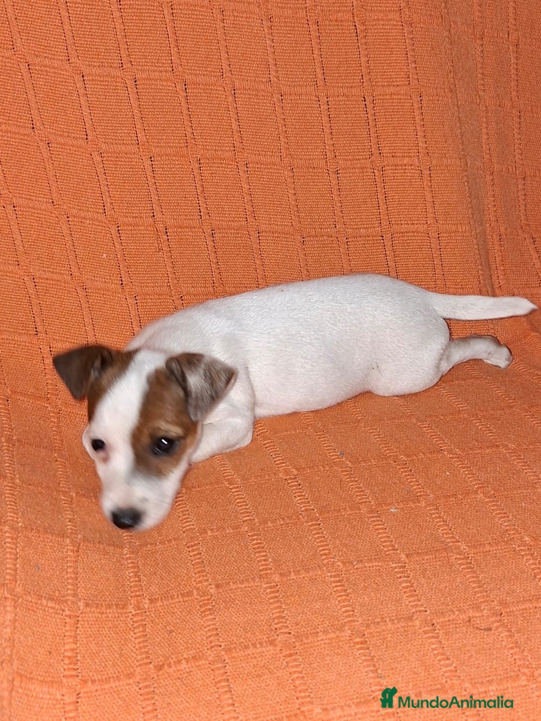 Jack Russell Terrier perros en venta: JACK RUSSEL MACHO - Imagen 3