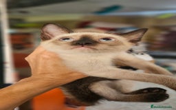 Siamés gatos en venta: Siames - Imagen 5