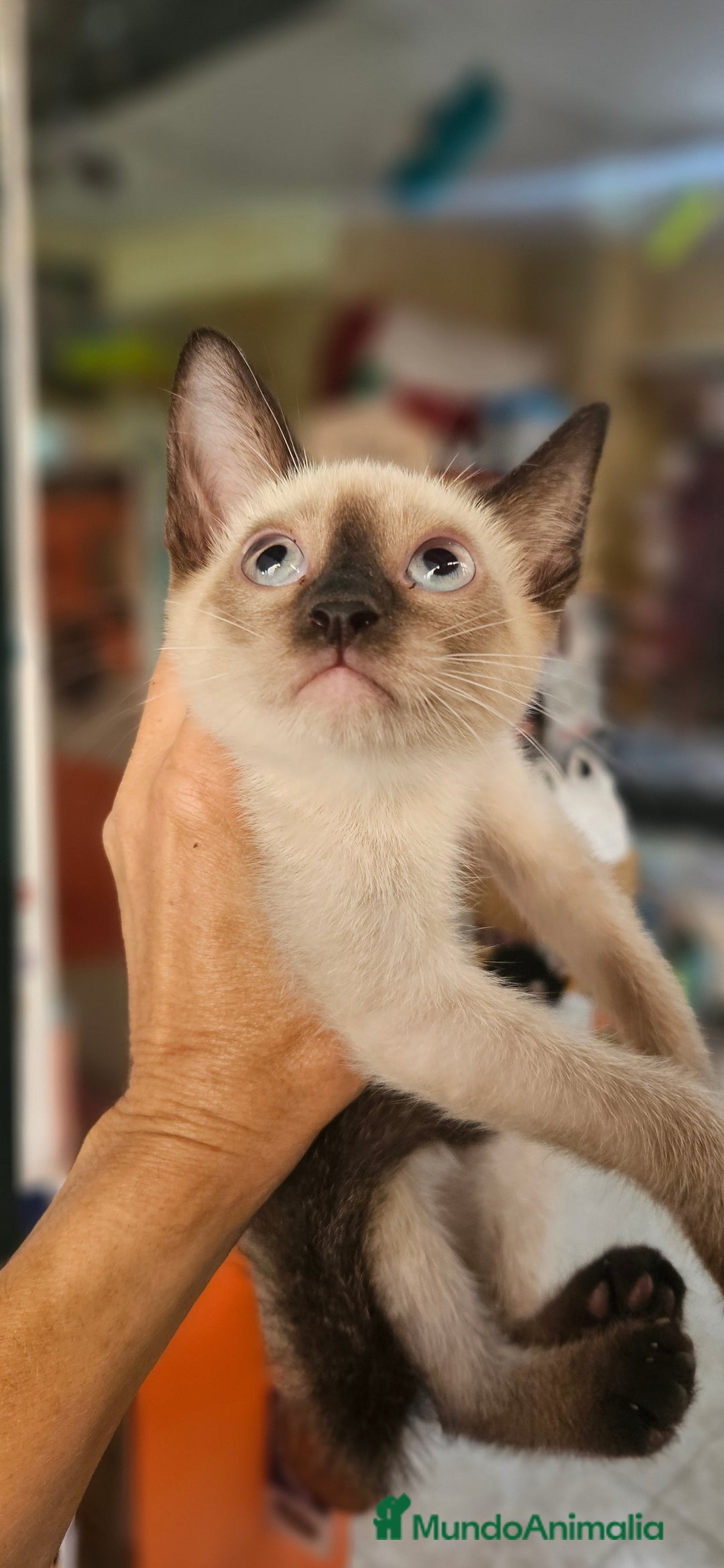 Siamés gatos en venta: Siames - Imagen 5